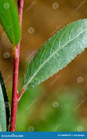 Attēlu rezultāti vaicājumam “Salix triandra leaf”