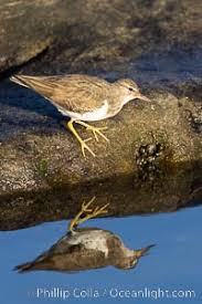Image result for Calidris minutilla