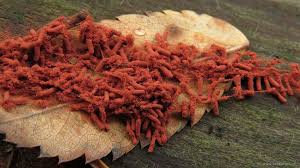 Attēlu rezultāti vaicājumam “Heterotrichia oerstedii (syn. Arcyria oerstedii)”