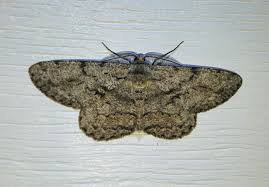 Attēlu rezultāti vaicājumam “Hypomecis roboraria”