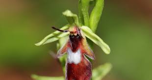 Attēlu rezultāti vaicājumam “Ophrys insectifera leaf”