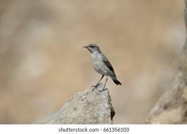 Attēlu rezultāti vaicājumam “Oenanthe oenanthe juvenile”