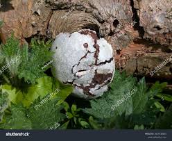 Attēlu rezultāti vaicājumam “Enteridium liceoides sessile”