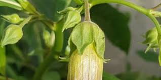 Image result for beladona