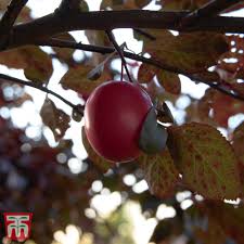 Attēlu rezultāti vaicājumam “Prunus cerasifera fruit”
