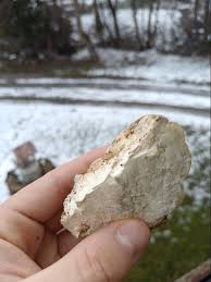 Attēlu rezultāti vaicājumam “Phellinus ferruginosus”