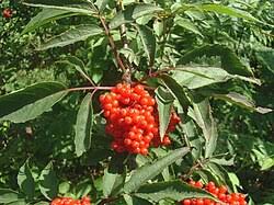 Attēlu rezultāti vaicājumam “Sambucus racemosa fruit”