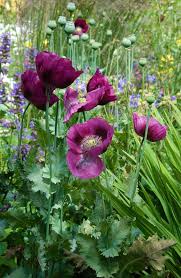 Image result for Papaver somniferum