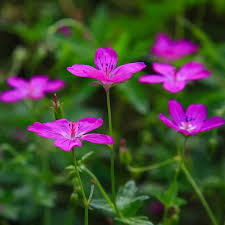 Attēlu rezultāti vaicājumam “Geranium sylvaticum flower”