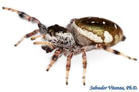 Attēlu rezultāti vaicājumam “Arachnida”