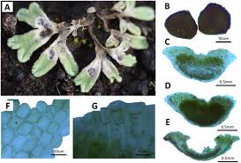 Attēlu rezultāti vaicājumam “Riccia bifurca”