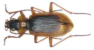 Attēlu rezultāti vaicājumam “Nebria livida”