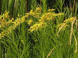 Attēlu rezultāti vaicājumam “Jacobaea paludosa”