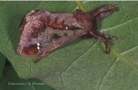 Attēlu rezultāti vaicājumam “Craniophora ligustri larva”