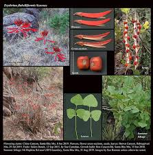 Attēlu rezultāti vaicājumam “Erysimum hieracifolium fruit”