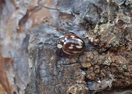 Attēlu rezultāti vaicājumam “Myzia oblongoguttata”