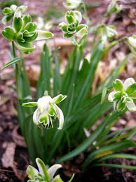 Attēlu rezultāti vaicājumam “Galanthus nivalis fruit”
