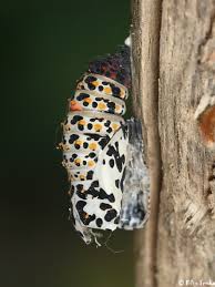 Attēlu rezultāti vaicājumam “Euphydryas maturna pupa”