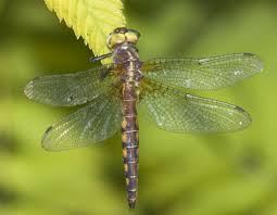 Attēlu rezultāti vaicājumam “Cordulidae”