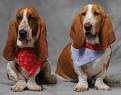 Basset Hounds: What's Good About 'Em? What's Bad About '