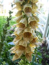 Image result for Digitalis ferruginea