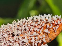 Attēlu rezultāti vaicājumam “Diachea leucopodia”