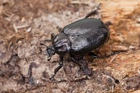 Attēlu rezultāti vaicājumam “Osmoderma barnabita”