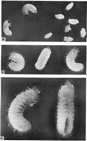 Attēlu rezultāti vaicājumam “Ptinus sp. male”