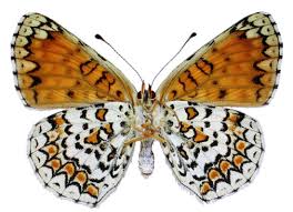 Attēlu rezultāti vaicājumam “Melitaea phoebe underside”