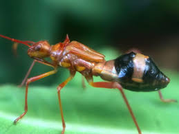 Attēlu rezultāti vaicājumam “Aphrophora alni nymph”