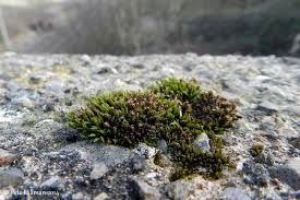 Attēlu rezultāti vaicājumam “Orthotrichum diaphanum sporophyte”