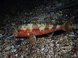 Image result for Mullus surmuletus