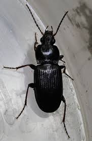 Attēlu rezultāti vaicājumam “Pterostichus sp.”