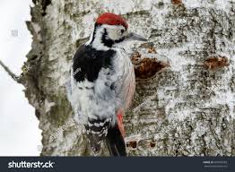 Attēlu rezultāti vaicājumam “Dendrocopos leucotos male”