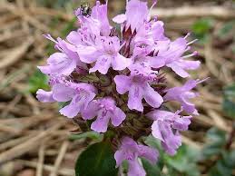 Attēlu rezultāti vaicājumam “Thymus pulegioides fruit”