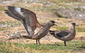 Image result for Stercorarius skua