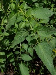 Attēlu rezultāti vaicājumam “Lycopersicon esculentum”