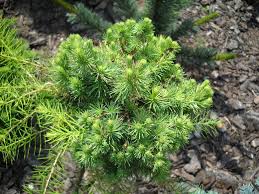 Attēlu rezultāti vaicājumam “Larix decidua var. polonica”