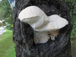 Attēlu rezultāti vaicājumam “Aurantiporus fissilis”