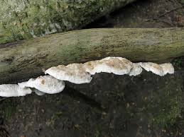 Attēlu rezultāti vaicājumam “Postia leucomallella”