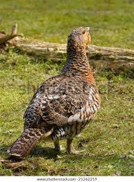 Attēlu rezultāti vaicājumam “Tetrao urogallus female”