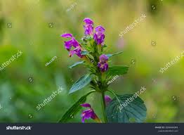 Attēlu rezultāti vaicājumam “Galeopsis bifida leaf”