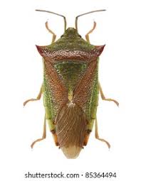 Attēlu rezultāti vaicājumam “Palomena prasina imago”