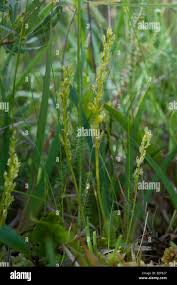 Attēlu rezultāti vaicājumam “Hammarbya paludosa fruit”