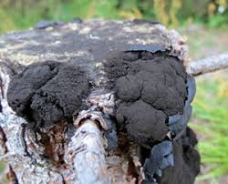 Attēlu rezultāti vaicājumam “Amaurochaete atra young”