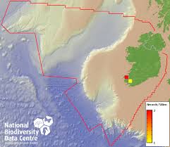 Attēlu rezultāti vaicājumam “Physarum nitens”