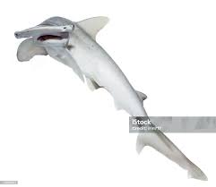 Image result for Sphyrna tiburo