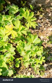 Attēlu rezultāti vaicājumam “Alchemilla vulgaris aggr. leaf”