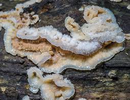 Attēlu rezultāti vaicājumam “Phlebia tremellosa”