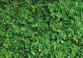 Attēlu rezultāti vaicājumam “Herniaria glabra leaf”